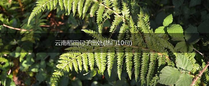 云南稻田句子出处(热门10句),第1张