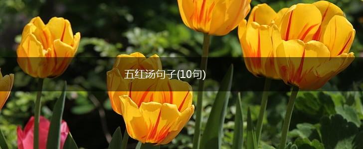 五红汤句子(10句),第1张