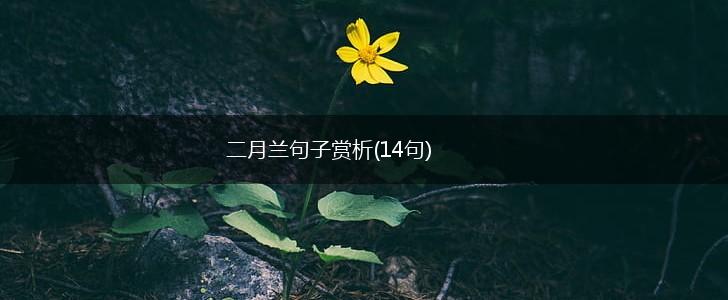 二月兰句子赏析(14句),第1张