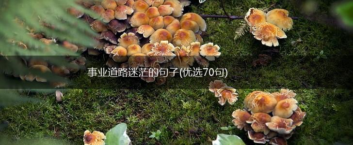 事业道路迷茫的句子(优选70句),第1张