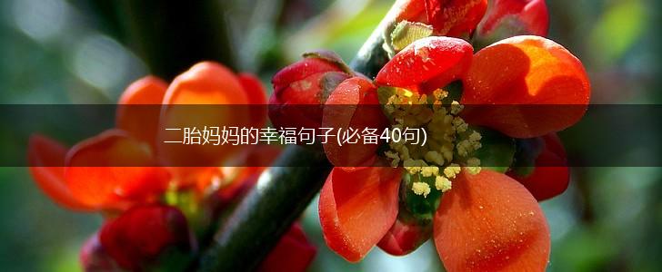 二胎妈妈的幸福句子(必备40句),第1张