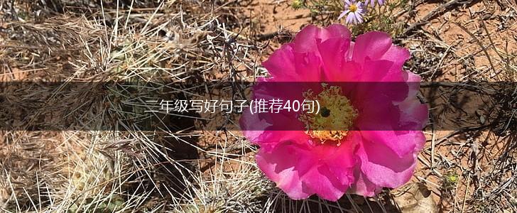二年级写好句子(推荐40句),第1张