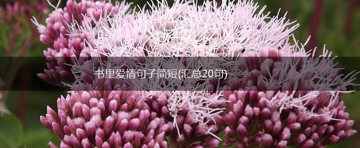书里爱情句子简短(汇总20句),第1张