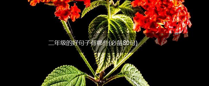 二年级的好句子有哪些(必备80句),第1张