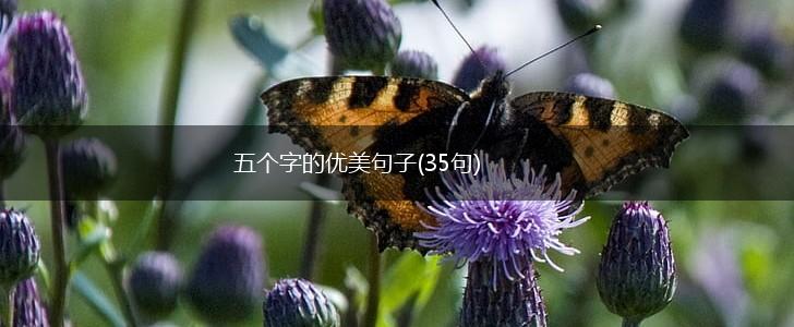 五个字的优美句子(35句),第1张