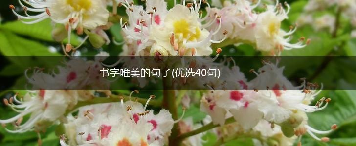 书字唯美的句子(优选40句),第1张
