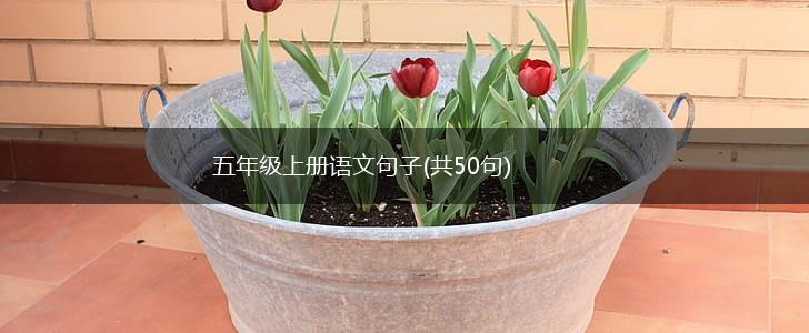 五年级上册语文句子(共50句),第1张