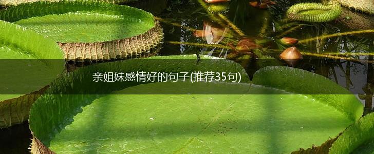 亲姐妹感情好的句子(推荐35句),第1张