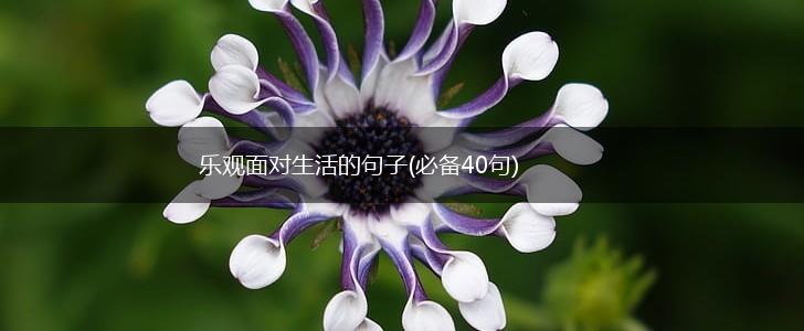 乐观面对生活的句子(必备40句),第1张
