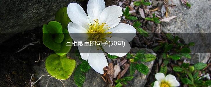 互相敬重的句子(50句),第1张