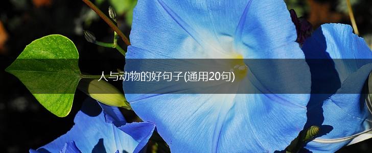 人与动物的好句子(通用20句),第1张