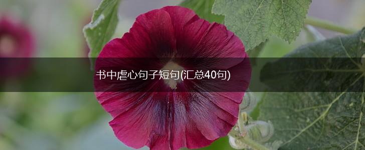 书中虐心句子短句(汇总40句),第1张