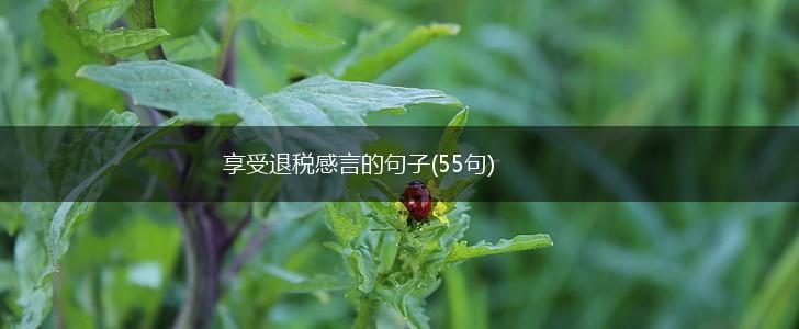 享受退税感言的句子(55句),第1张