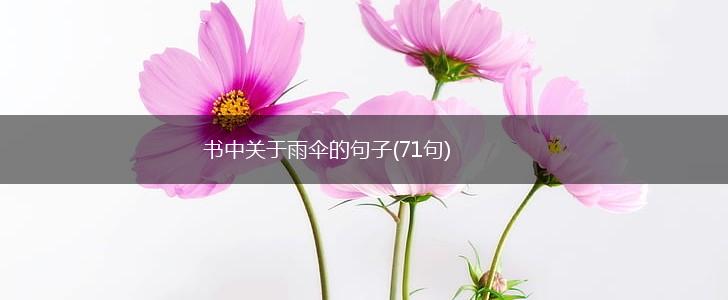 书中关于雨伞的句子(71句),第1张