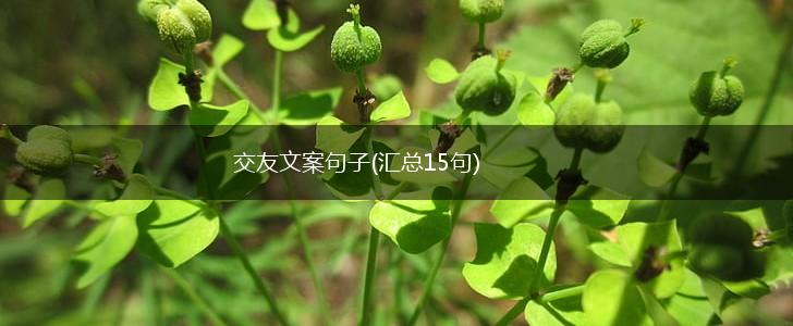 交友文案句子(汇总15句),第1张