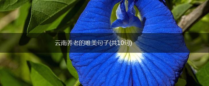 云南养老的唯美句子(共10句),第1张