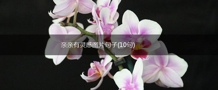 亲亲有灵感图片句子(10句),第1张