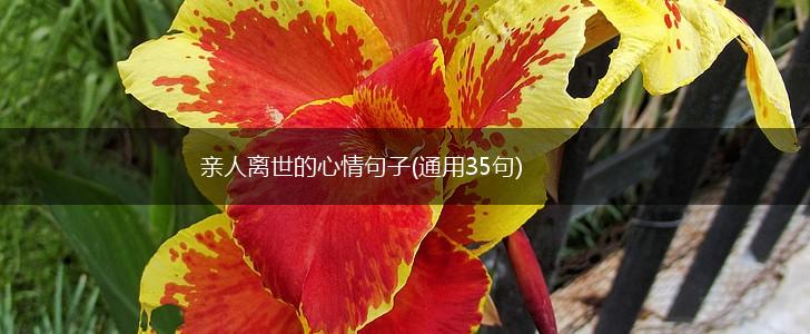 亲人离世的心情句子(通用35句),第1张