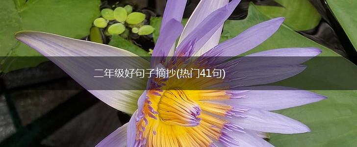 二年级好句子摘抄(热门41句),第1张