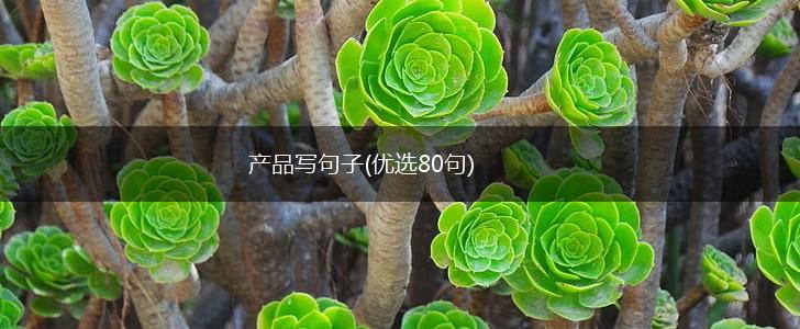 产品写句子(优选80句),第1张