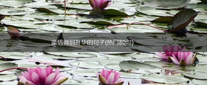 亲情得到升华的句子(热门80句),第1张