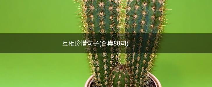 互相珍惜句子(合集80句),第1张