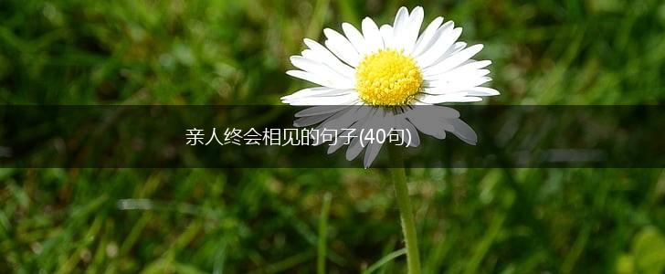 亲人终会相见的句子(40句),第1张