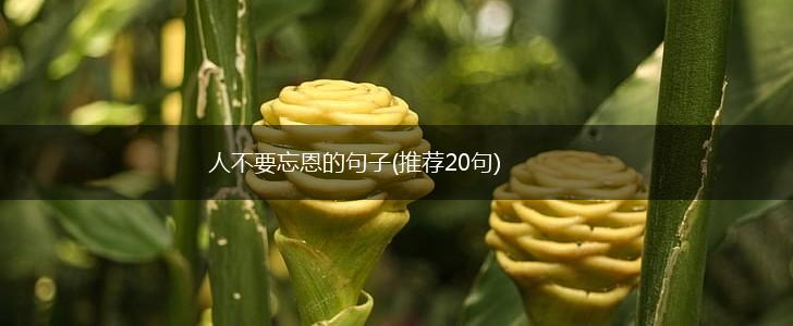 人不要忘恩的句子(推荐20句),第1张