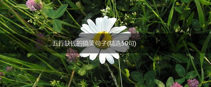 五行缺钱的搞笑句子(精选50句),第1张