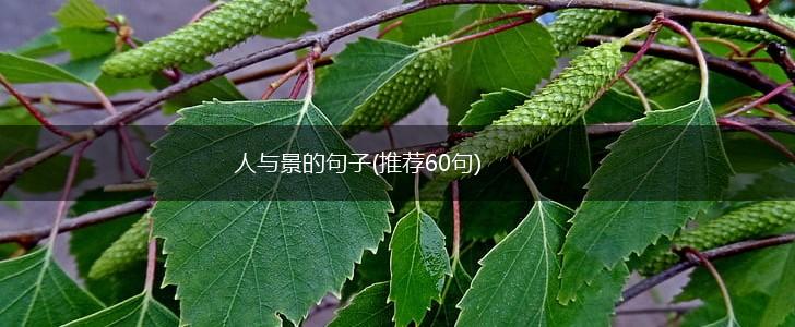 人与景的句子(推荐60句),第1张