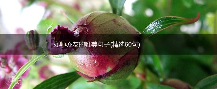 亦师亦友的唯美句子(精选60句),第1张