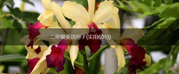 二年级英语句子(实用60句),第1张
