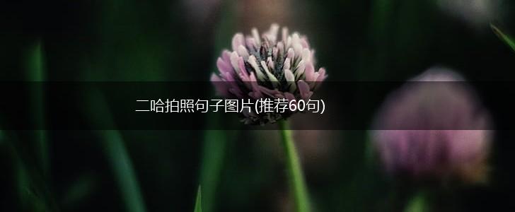 二哈拍照句子图片(推荐60句),第1张