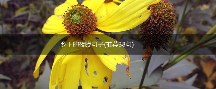 乡下的夜晚句子(推荐38句),第1张