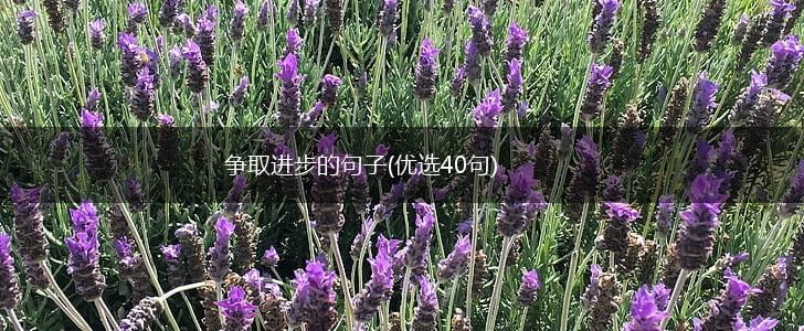 争取进步的句子(优选40句),第1张