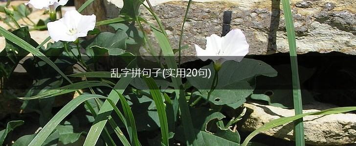 乱字拼句子(实用20句),第1张