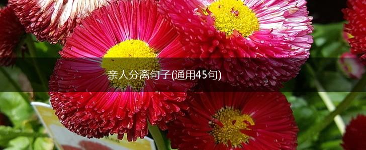 亲人分离句子(通用45句),第1张