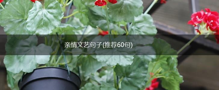 亲情文艺句子(推荐60句),第1张