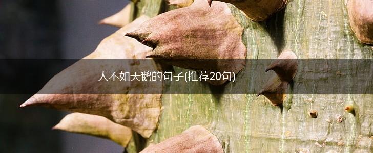人不如天鹅的句子(推荐20句),第1张