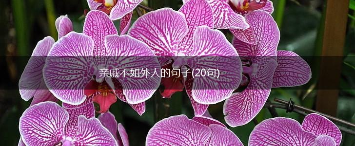 亲戚不如外人的句子(20句),第1张