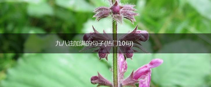 九八油加满的句子(热门10句),第1张