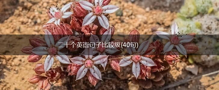 二十个英语句子比较级(40句),第1张