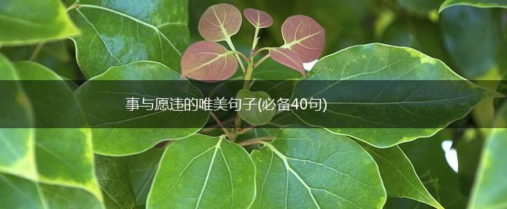事与愿违的唯美句子(必备40句),第1张