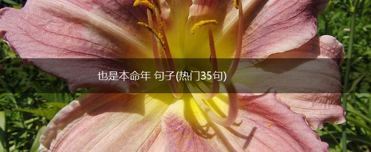也是本命年 句子(热门35句),第1张