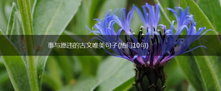 事与愿违的古文唯美句子(热门10句),第1张