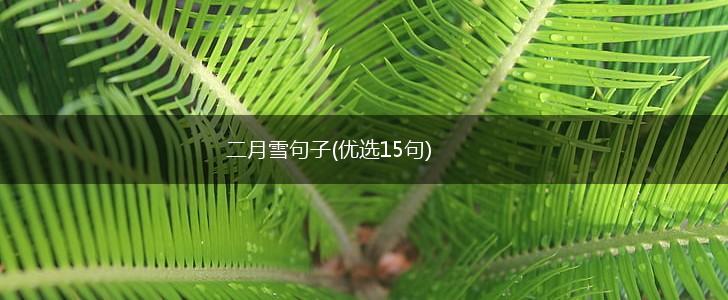 二月雪句子(优选15句),第1张