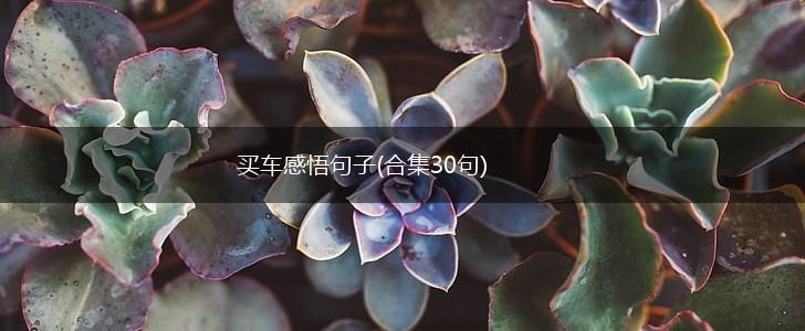 买车感悟句子(合集30句),第1张
