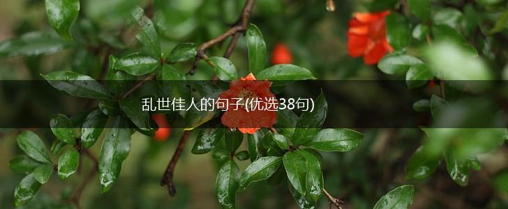 乱世佳人的句子(优选38句),第1张