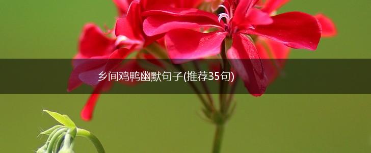 乡间鸡鸭幽默句子(推荐35句),第1张