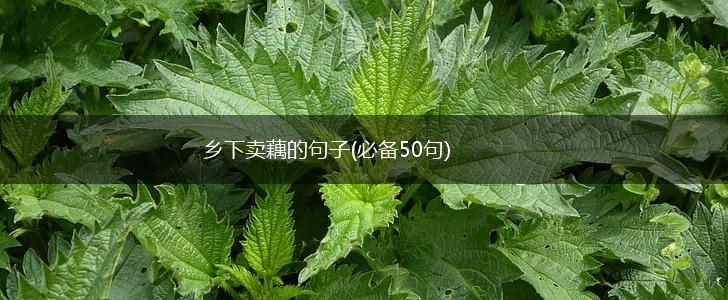 乡下卖藕的句子(必备50句),第1张